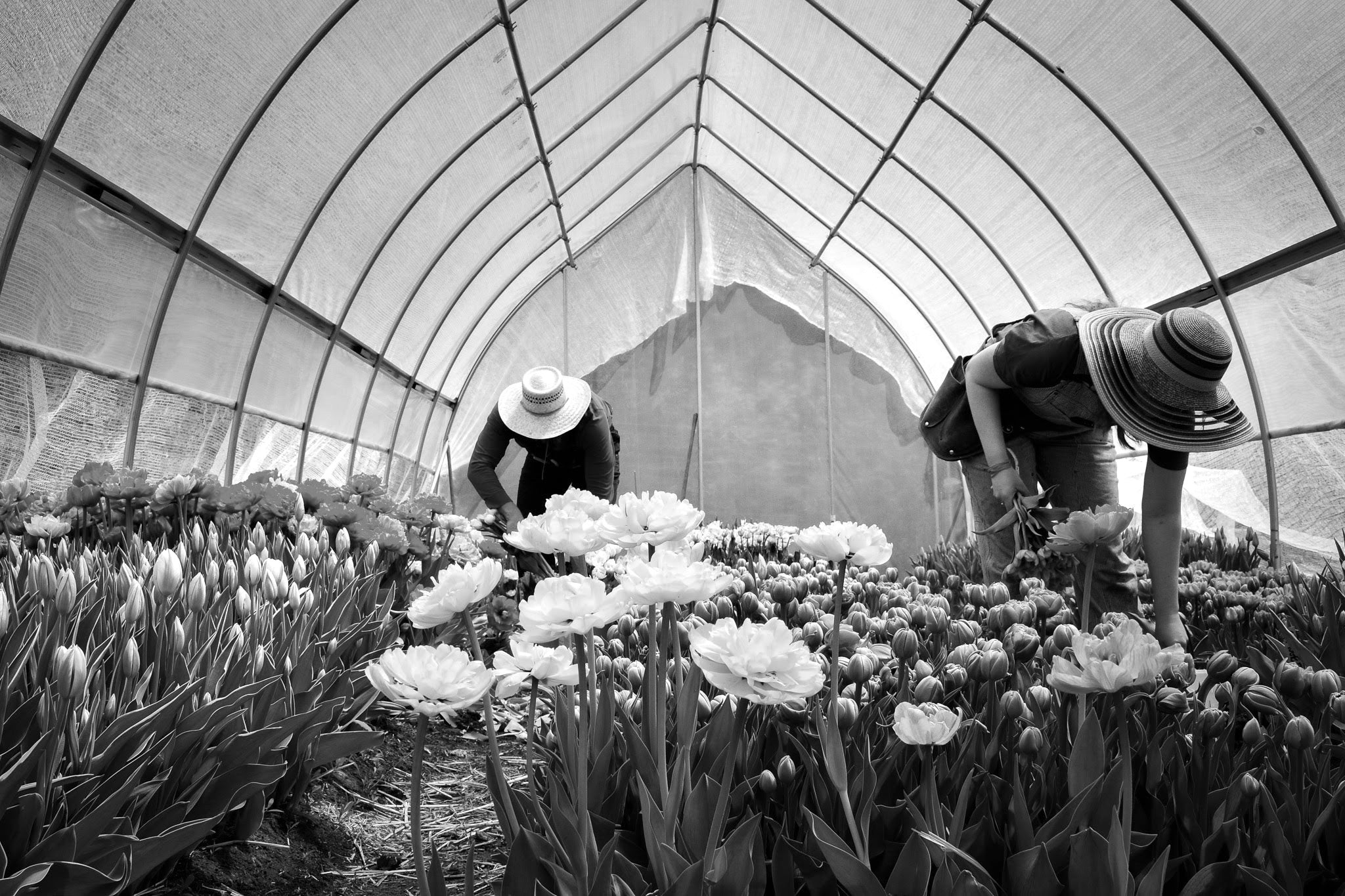 050 | THE FLOWER FARM