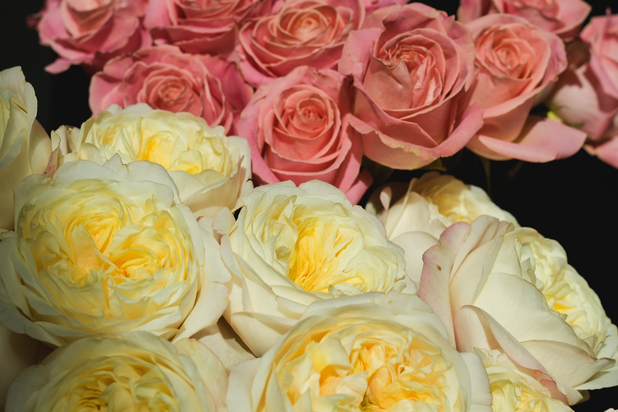 FRESH ROSES