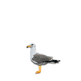 PATCH - SEAGULL