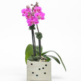 CUBE PLANTER