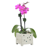 CUBE PLANTER